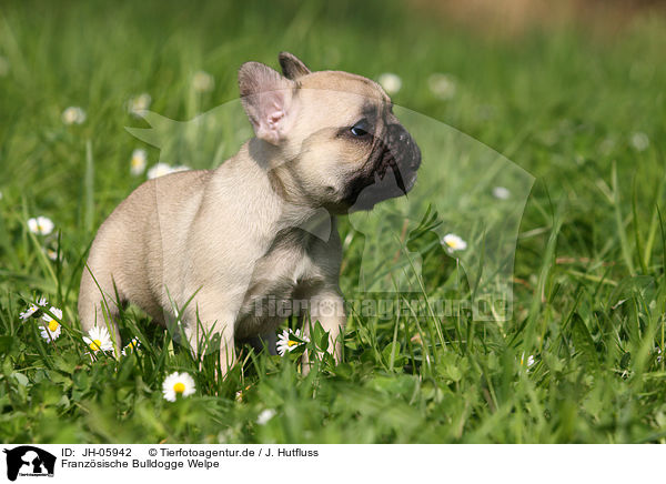 Franzsische Bulldogge Welpe / French Bulldog Puppy / JH-05942
