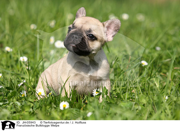 Franzsische Bulldogge Welpe / French Bulldog Puppy / JH-05943