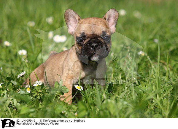 Franzsische Bulldogge Welpe / French Bulldog Puppy / JH-05945