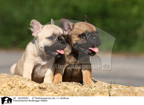Franzsische Bulldogge Welpe / French Bulldog Puppy / JH-05952