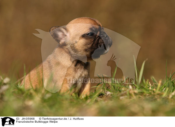 Franzsische Bulldogge Welpe / French Bulldog Puppy / JH-05968