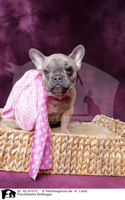 Franzsische Bulldogge / French Bulldog / KL-01013