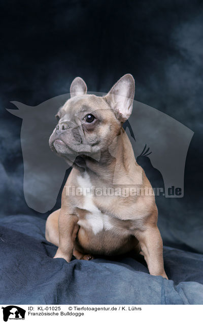 Franzsische Bulldogge / French Bulldog / KL-01025