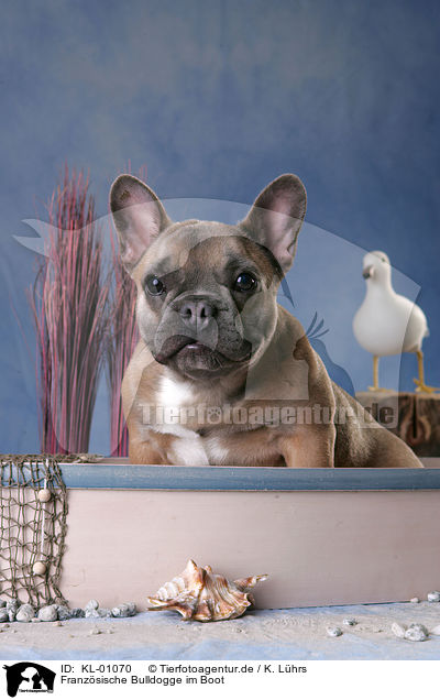 Franzsische Bulldogge im Boot / French Bulldog at boat / KL-01070