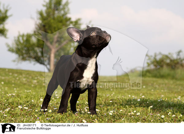 Franzsische Bulldogge / French Bulldog / JH-06171