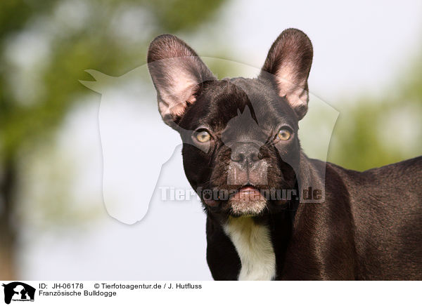 Franzsische Bulldogge / French Bulldog / JH-06178