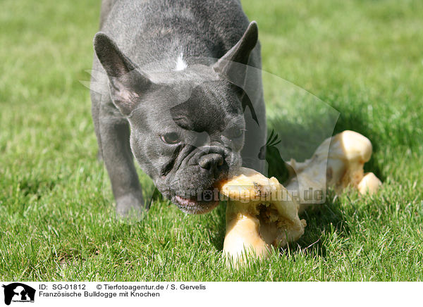 Franzsische Bulldogge mit Knochen / SG-01812