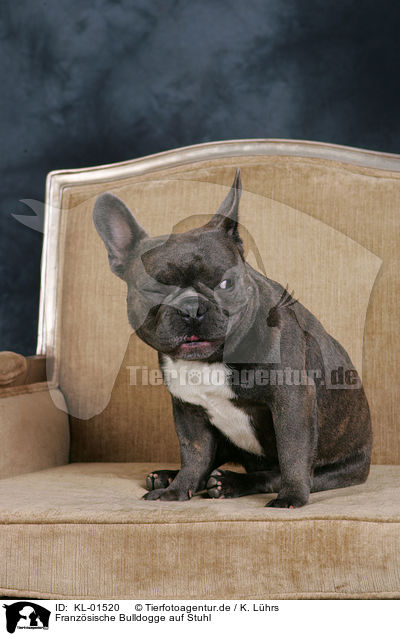 Franzsische Bulldogge auf Stuhl / French Bulldog on chair / KL-01520