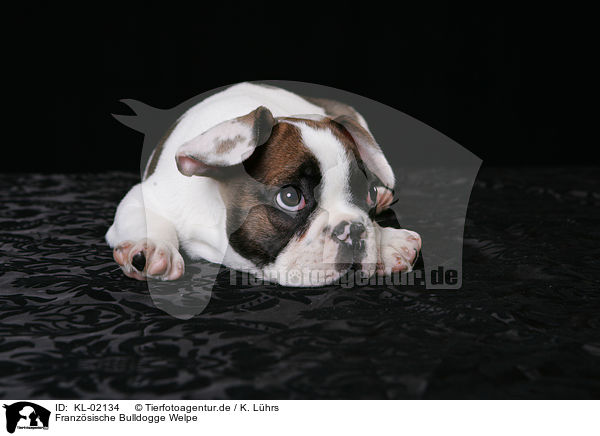 Franzsische Bulldogge Welpe / French Bulldog puppy / KL-02134