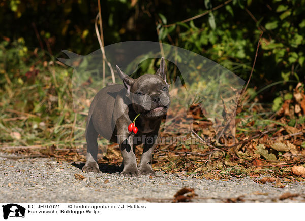Franzsische Bulldogge Welpe / French Bulldog Puppy / JH-07621