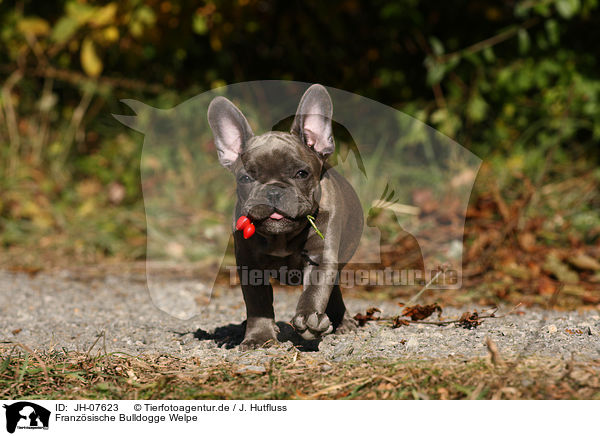 Franzsische Bulldogge Welpe / French Bulldog Puppy / JH-07623