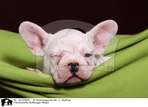 Franzsische Bulldogge Welpe / French Bulldog Puppy / JH-07859