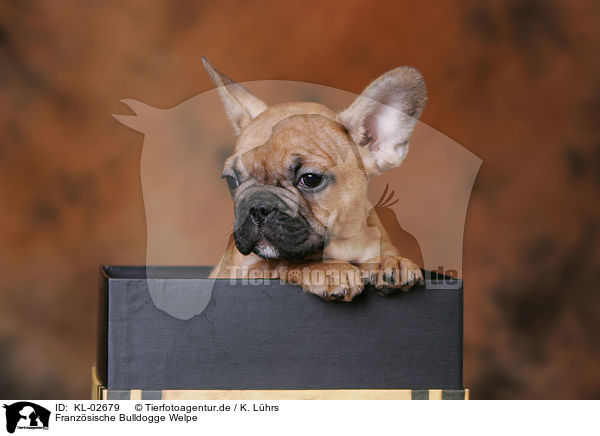 Franzsische Bulldogge Welpe / French Bulldog Puppy / KL-02679