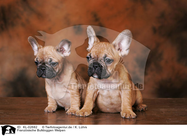 Franzsische Bulldoggen Welpen / French Bulldog Puppies / KL-02682
