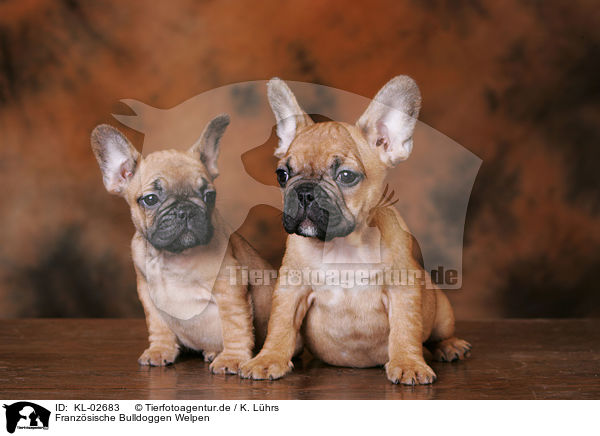 Franzsische Bulldoggen Welpen / French Bulldog Puppies / KL-02683