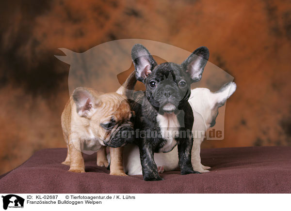 Franzsische Bulldoggen Welpen / French Bulldog Puppies / KL-02687