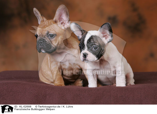 Franzsische Bulldoggen Welpen / French Bulldog Puppies / KL-02688