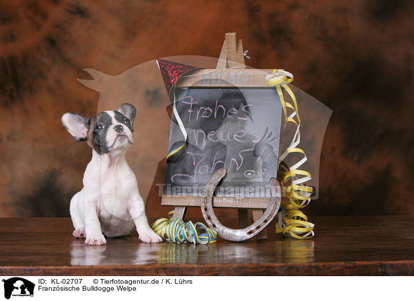Franzsische Bulldogge Welpe / KL-02707