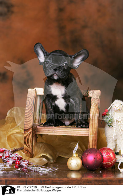 Franzsische Bulldogge Welpe / French Bulldog Puppy / KL-02710