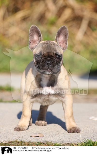 stehende Franzsische Bulldogge / standing French Bulldog / IF-05106