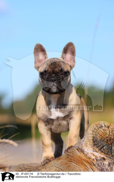 stehende Franzsische Bulldogge / standing French Bulldog / IF-05116