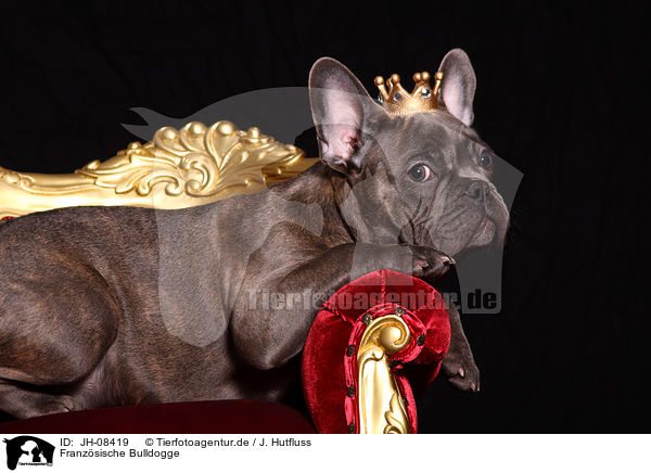 Franzsische Bulldogge / French Bulldog / JH-08419