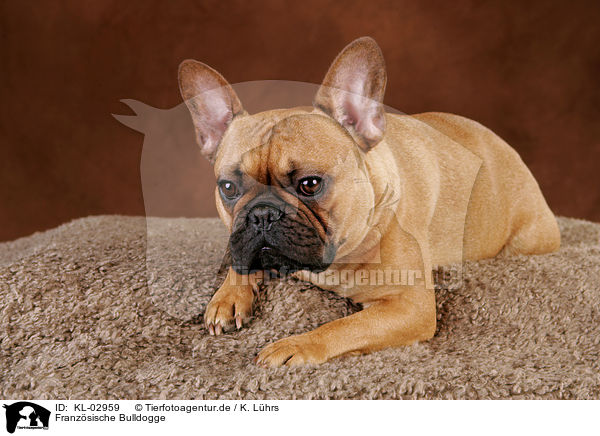 Franzsische Bulldogge / French Bulldog / KL-02959