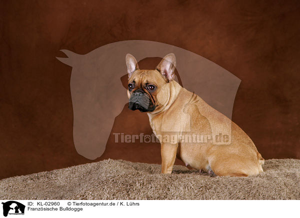 Franzsische Bulldogge / French Bulldog / KL-02960