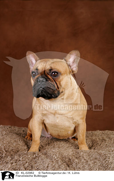 Franzsische Bulldogge / French Bulldog / KL-02962