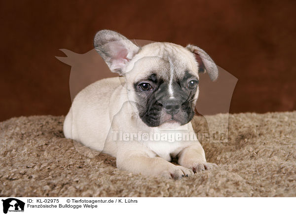 Franzsische Bulldogge Welpe / French Bulldog Puppy / KL-02975