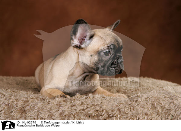 Franzsische Bulldogge Welpe / French Bulldog Puppy / KL-02979