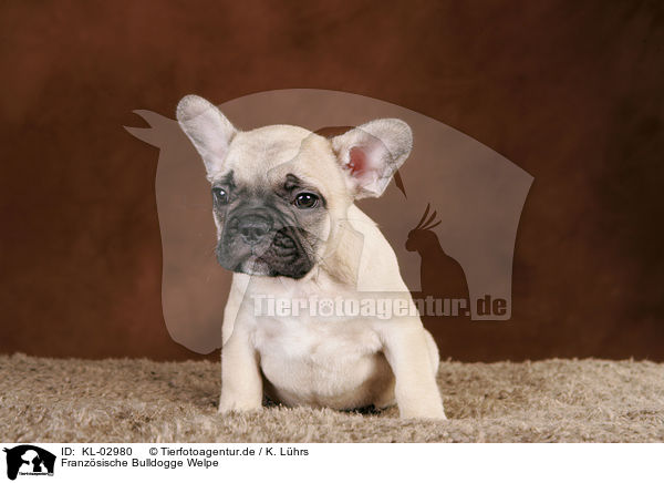 Franzsische Bulldogge Welpe / French Bulldog Puppy / KL-02980