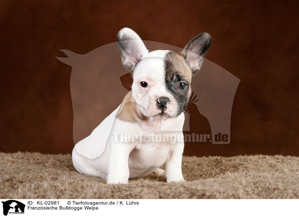 Franzsische Bulldogge Welpe / French Bulldog Puppy / KL-02981