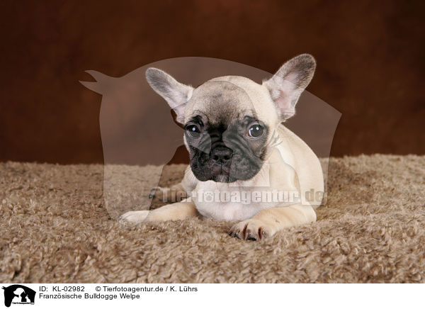Franzsische Bulldogge Welpe / French Bulldog Puppy / KL-02982