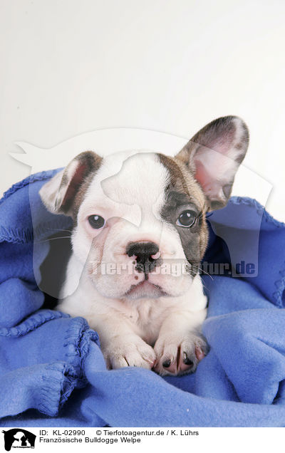 Franzsische Bulldogge Welpe / French Bulldog Puppy / KL-02990