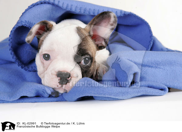 Franzsische Bulldogge Welpe / French Bulldog Puppy / KL-02991
