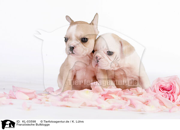 Franzsische Bulldogge / French Bulldog / KL-03598