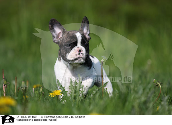 Franzsische Bulldogge Welpe / French Bulldog Puppy / BES-01459