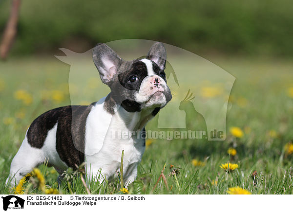 Franzsische Bulldogge Welpe / French Bulldog Puppy / BES-01462