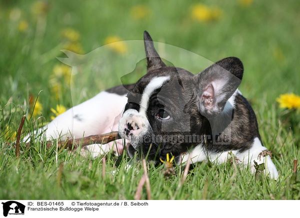 Franzsische Bulldogge Welpe / French Bulldog Puppy / BES-01465