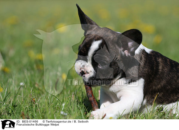 Franzsische Bulldogge Welpe / French Bulldog Puppy / BES-01466