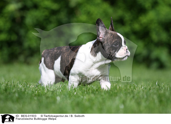 Franzsische Bulldogge Welpe / French Bulldog Puppy / BES-01503