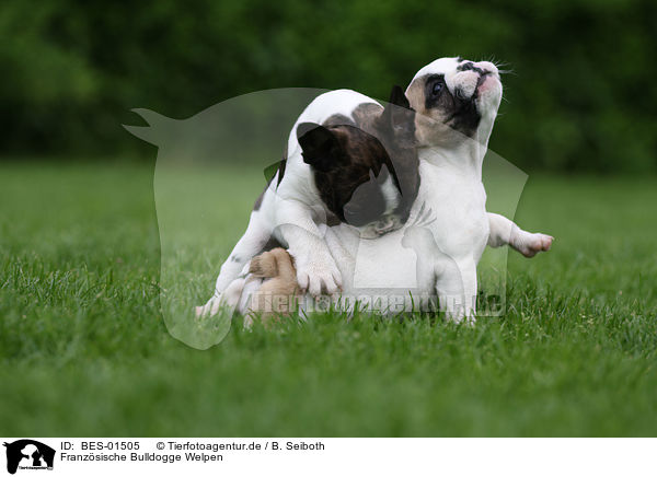 Franzsische Bulldogge Welpen / French Bulldog Puppies / BES-01505
