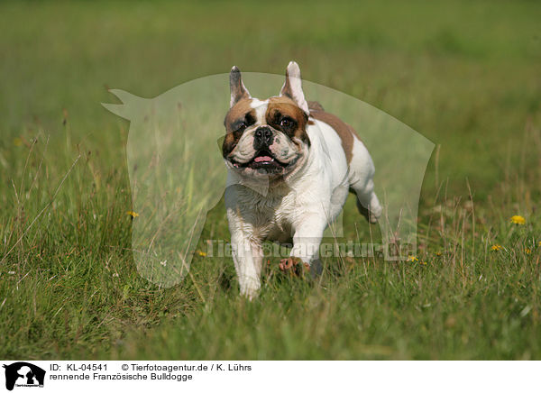 rennende Franzsische Bulldogge / running French Bulldog / KL-04541