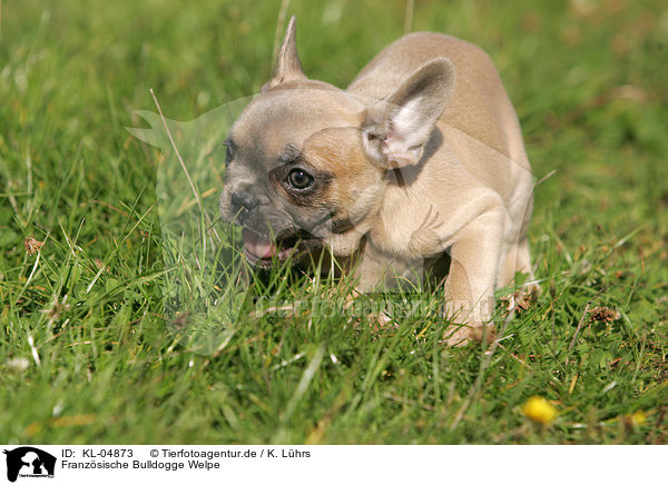 Franzsische Bulldogge Welpe / French Bulldog Puppy / KL-04873