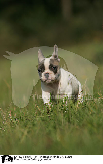 Franzsische Bulldogge Welpe / French Bulldog Puppy / KL-04876
