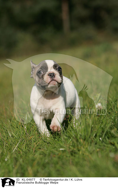 Franzsische Bulldogge Welpe / French Bulldog Puppy / KL-04877