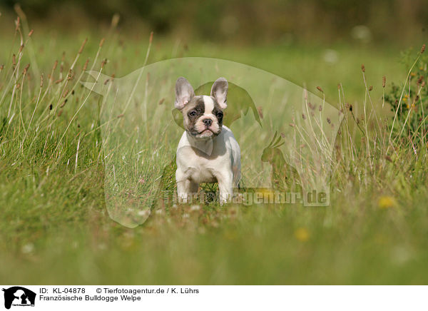 Franzsische Bulldogge Welpe / French Bulldog Puppy / KL-04878