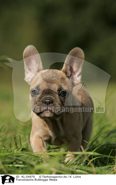 Franzsische Bulldogge Welpe / French Bulldog Puppy / KL-04879