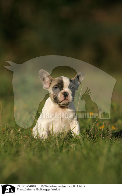 Franzsische Bulldogge Welpe / French Bulldog Puppy / KL-04882